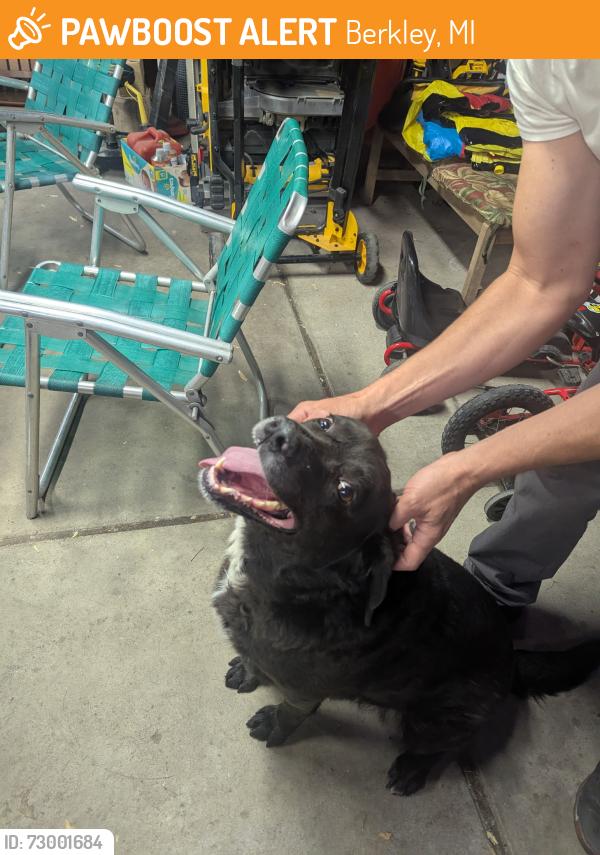 Found/Stray Unknown Dog last seen Elwood and Catapla, Berkley, MI 48072