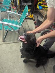 Found/Stray Unknown Dog last seen Elwood and Catapla, Berkley, MI 48072