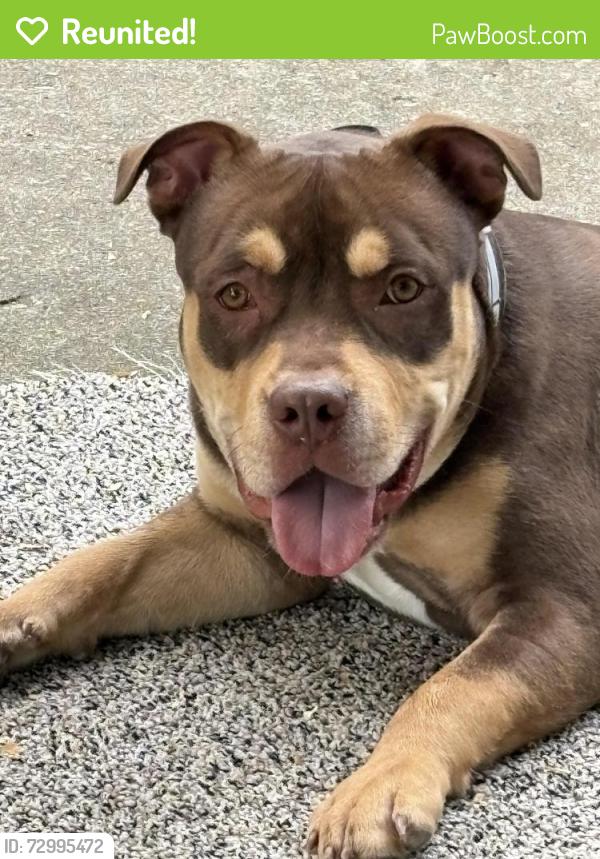 Reunited Male Dog last seen Central Ave and Safford Road , Rockford, IL 61101