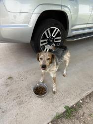 Found/Stray Female Dog last seen Shannon hosp, Food King, downtown, San Angelo, TX 76905