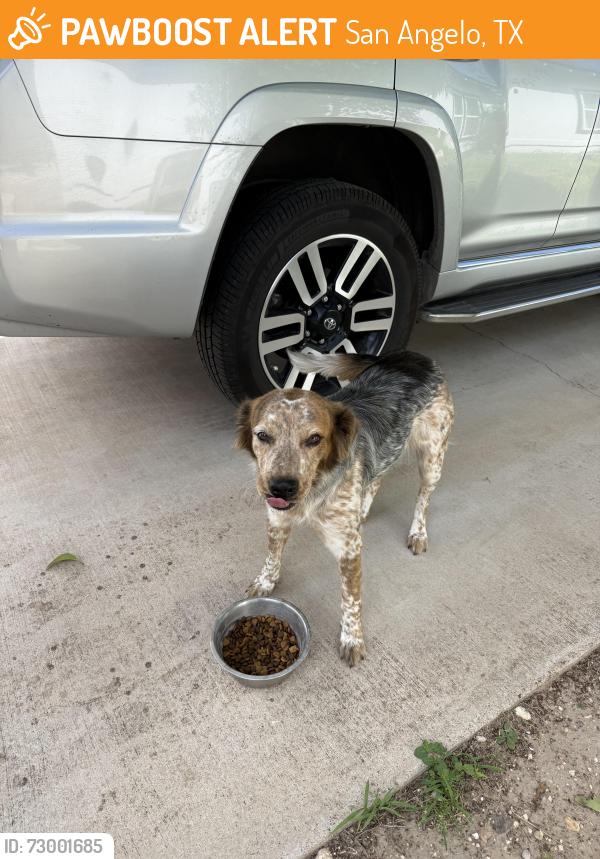 Found/Stray Female Dog last seen Shannon hosp, Food King, downtown, San Angelo, TX 76905