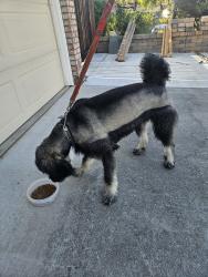 Reunited Female Dog last seen London and North Park Victoria, Milpitas, CA 95035