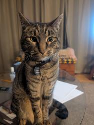 Reunited Male Cat last seen 69th street, , Kenosha, WI 53143