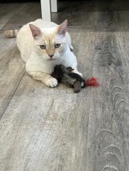Lost Male Cat last seen Arboretum Community in Davie, Davie, FL 33325