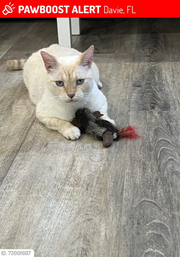 Lost Male Cat last seen Arboretum Community in Davie, Davie, FL 33325