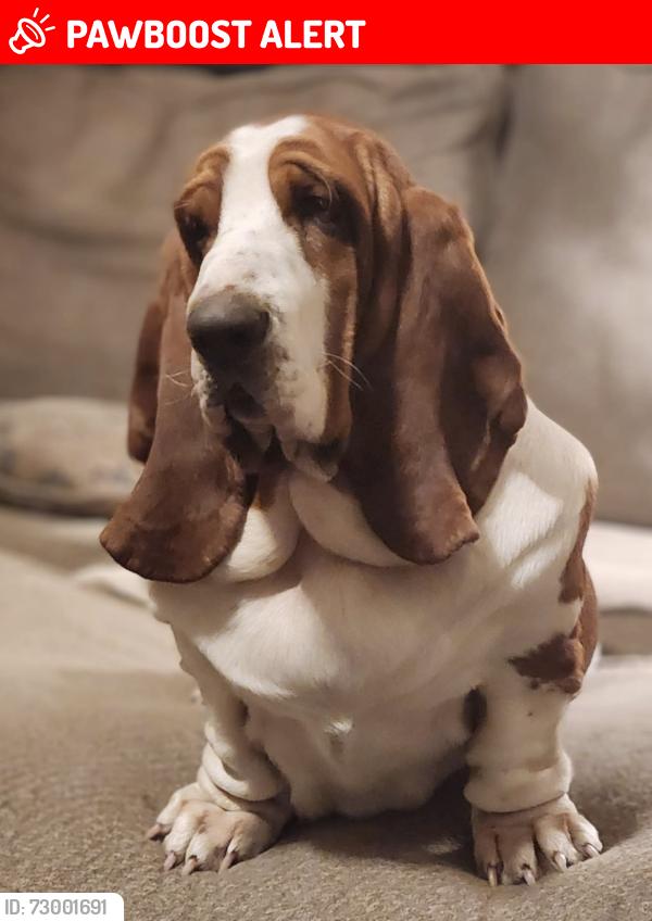 Lost Female Dog last seen Ware bottom battlefield. , Chesterfield County, VA 23836
