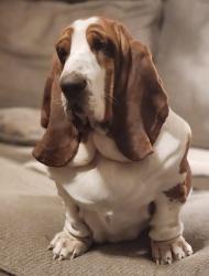 Lost Female Dog last seen Ware bottom battlefield. , Chesterfield County, VA 23836