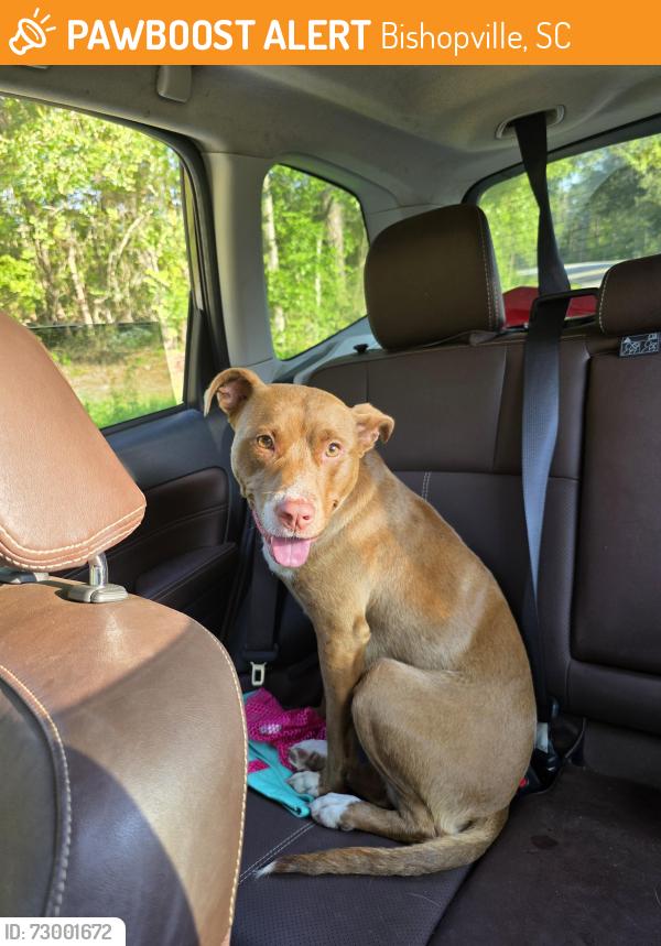 Found/Stray Female Dog last seen Jamestown Rd, Bishopville, SC 29010