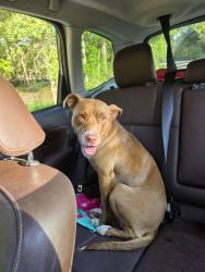 Found/Stray Female Dog last seen Jamestown Rd, Bishopville, SC 29010