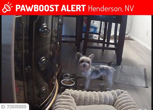 Lost Female Dog last seen Haren and Sunset, Henderson, NV 89011