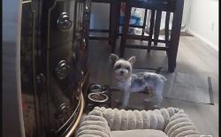 Lost Female Dog last seen Haren and Sunset, Henderson, NV 89011