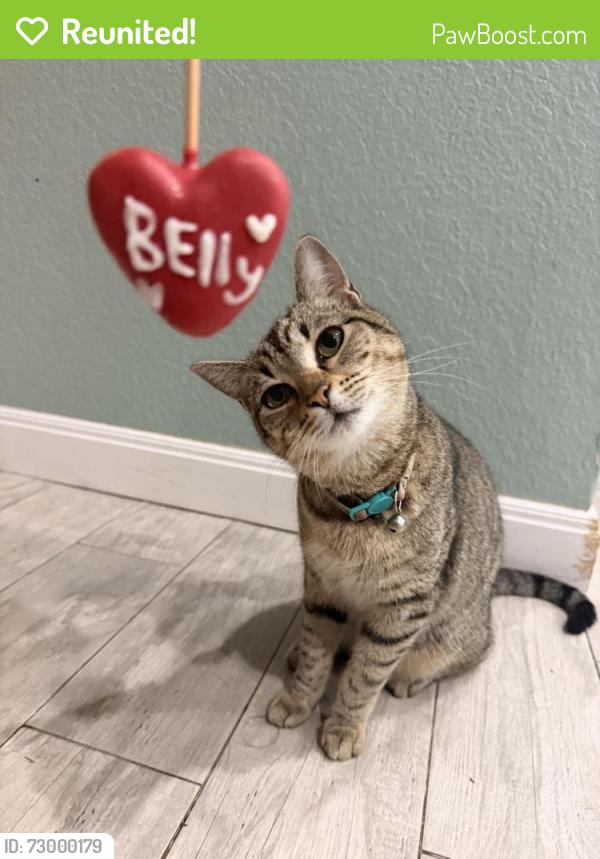 Reunited Female Cat last seen Arrowwood Dr Arlington, Texas, Arlington, TX 76001