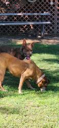 Reunited Male Dog last seen Palm Ave, Riverside, CA 92506