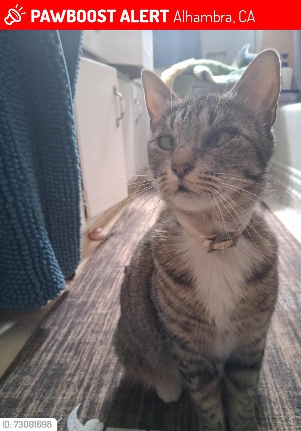 Lost Female Cat last seen Atlantic and front, Alhambra, CA 91801
