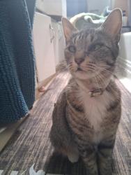 Lost Female Cat last seen Atlantic and front, Alhambra, CA 91801