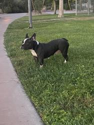 Found/Stray Female Dog last seen Children’s Memorial Park (Gowan & Rainbow), Las Vegas, NV 89108