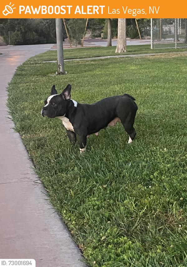 Found/Stray Female Dog last seen Children’s Memorial Park (Gowan & Rainbow), Las Vegas, NV 89108