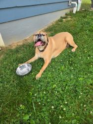 Reunited Male Dog last seen Darmstadt Rd and Wortman Rd, Darmstadt, IN 47725