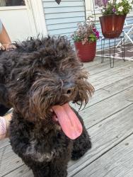 Reunited Male Dog last seen Near W Fullerton Ave, Chicago, IL 60639, USA, Chicago, IL 60639