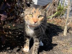 Lost Female Cat last seen Capital Area Greenbelt, Susquehanna Township, PA 17109