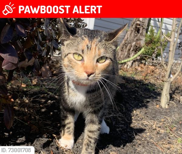 Lost Female Cat last seen Capital Area Greenbelt, Susquehanna Township, PA 17109
