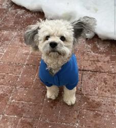 Lost Male Dog last seen Near bonham circle , Manassas, VA 20110