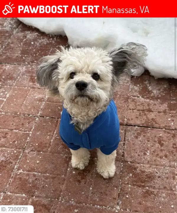Lost Male Dog last seen Near bonham circle , Manassas, VA 20110