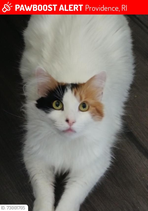 Lost Female Cat last seen Near ingly st, Providence, RI 02909