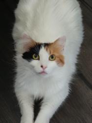 Lost Female Cat last seen Near ingly st, Providence, RI 02909