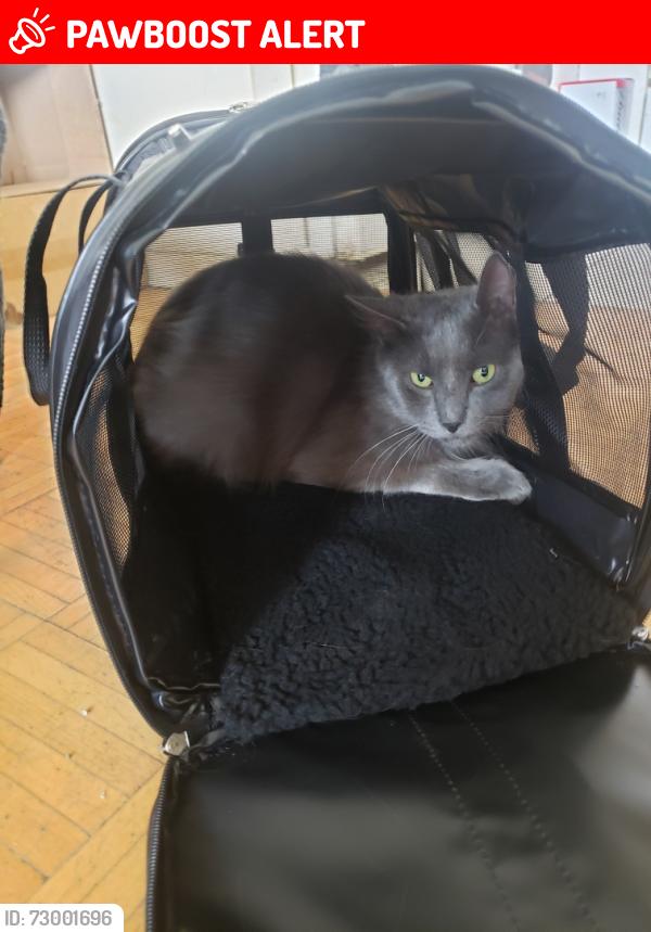 Lost Male Cat last seen Glen Erin Dr & The Collegeway , Mississauga, ON L5L 2G2