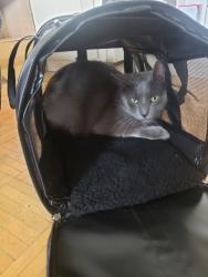 Lost Male Cat last seen Glen Erin Dr & The Collegeway , Mississauga, ON L5L 2G2