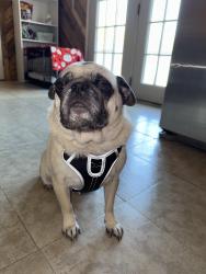 Reunited Male Dog last seen Harding street, Alcoa, TN 37701