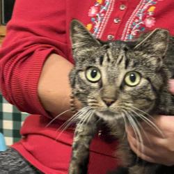 Lost Female Cat last seen carrie circle shrewsbury and lake street possibly heading towards route 20 market basket , Shrewsbury, MA 01545