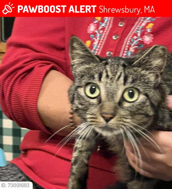 Lost Female Cat last seen carrie circle shrewsbury and lake street possibly heading towards route 20 market basket , Shrewsbury, MA 01545