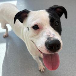 Shelter Stray Female Dog last seen Near , 2600 S Harding St, Indianapolis, IN 46221, USA