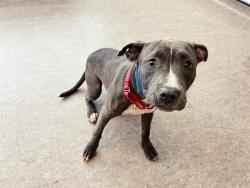 Shelter Stray Female Dog last seen PAGE AND FERGUSON, 1705 S Hanley Rd, Brentwood, MO 63144, USA