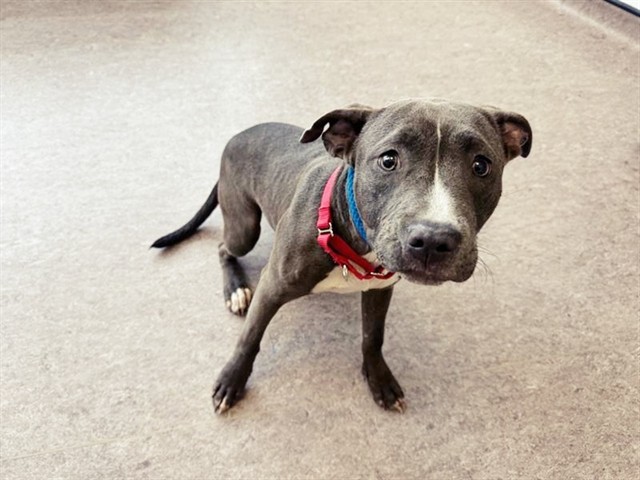 Shelter Stray Female Dog last seen PAGE AND FERGUSON, 1705 S Hanley Rd, Brentwood, MO 63144, USA