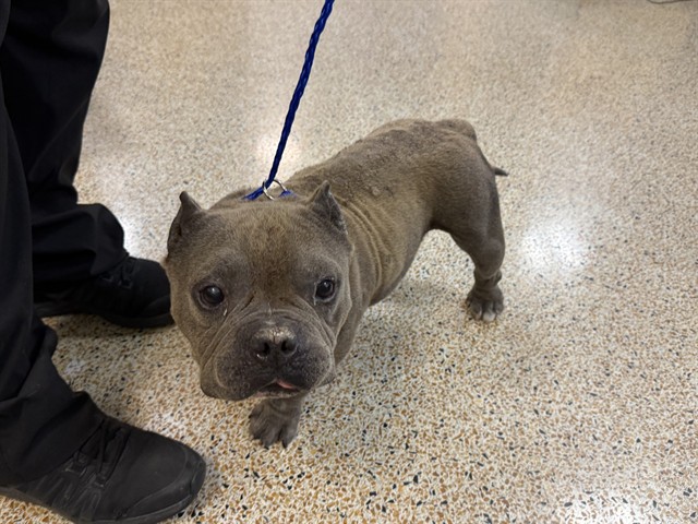 Shelter Stray Male Dog last seen LAS, 3599 NW 79th Ave, Doral, FL 33122, USA