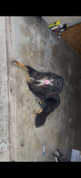Found/Stray Male Dog last seen Eastfield dr., Missouri City, TX 77459