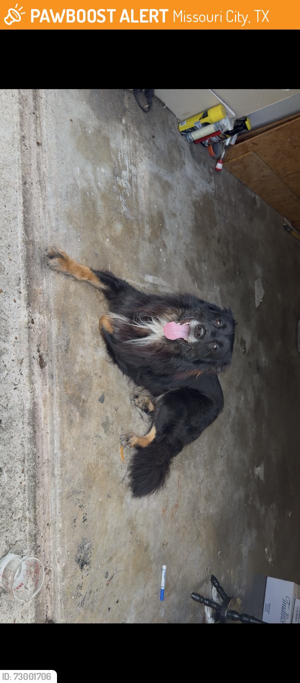 Found/Stray Male Dog last seen Eastfield dr., Missouri City, TX 77459