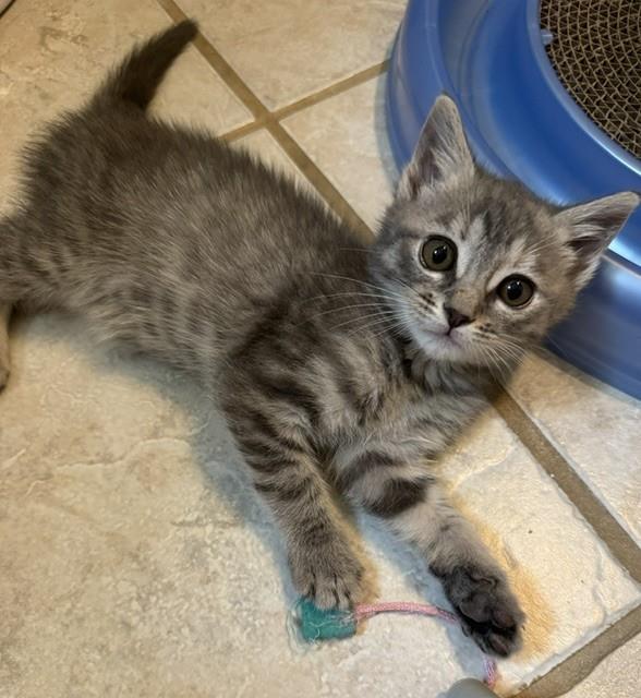 Shelter Stray Female Cat last seen CHARLOTTE, 8315 Byrum Dr, Charlotte, NC 28217, USA