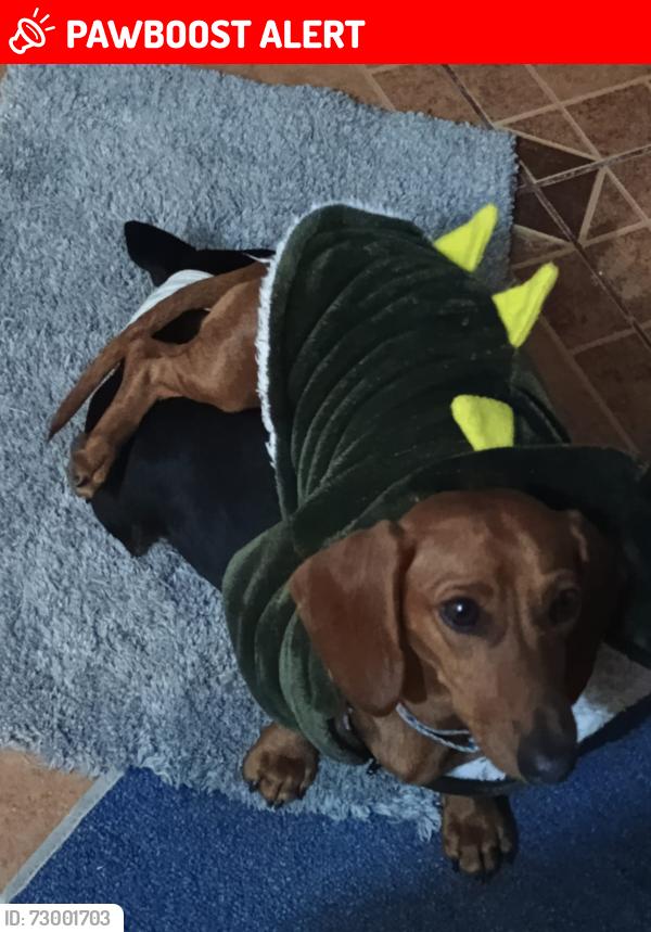 Lost Female Dog last seen Calle 16 de septiembre 20 San Gabriel Ometoxtla, Juan C Bonilla, Puebla., San Gabriel Ometoxtla, Pue. 72669