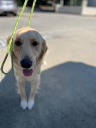 Shelter Stray Female Dog last seen CHARLOTTE, 8315 Byrum Dr, Charlotte, NC 28217, USA