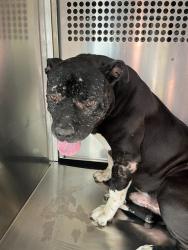 Shelter Stray Male Dog last seen Near BLOCK SW MURRAY, 2811 SE 29th St, Oklahoma City, OK 73129, USA