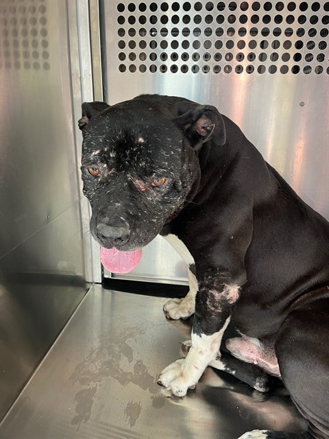Shelter Stray Male Dog last seen Near BLOCK SW MURRAY, 2811 SE 29th St, Oklahoma City, OK 73129, USA