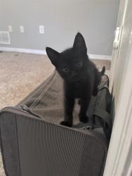 Shelter Stray Female Cat last seen Near BLOCK SHADYOAKS DR, TALLAHASSEE FL 32303, 1125 Easterwood Dr, Tallahassee, FL 32311, USA