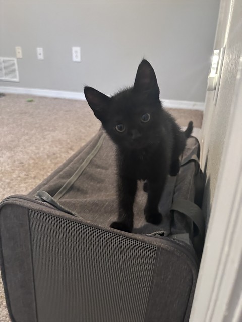 Shelter Stray Female Cat last seen Near BLOCK SHADYOAKS DR, TALLAHASSEE FL 32303, 1125 Easterwood Dr, Tallahassee, FL 32311, USA