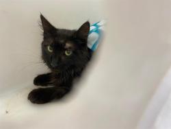 Shelter Stray Unknown Cat last seen Near BLOCK S 62ND ST, 3839 W Burnham St, West Milwaukee, WI 53215, USA