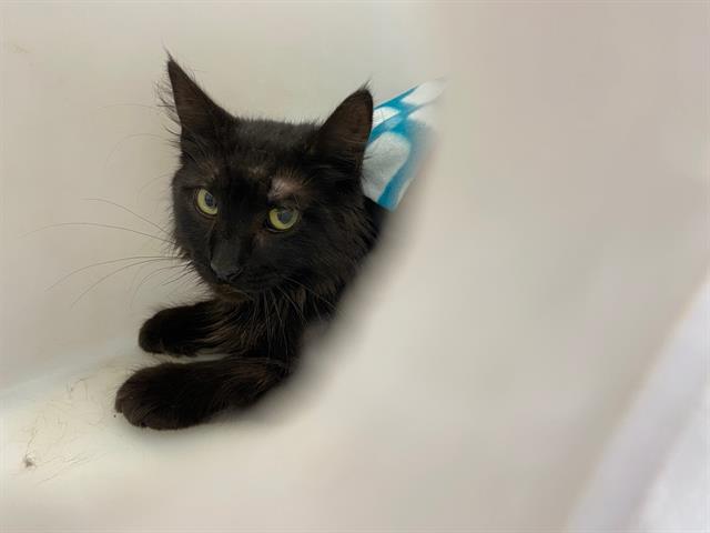 Shelter Stray Unknown Cat last seen Near BLOCK S 62ND ST, 3839 W Burnham St, West Milwaukee, WI 53215, USA