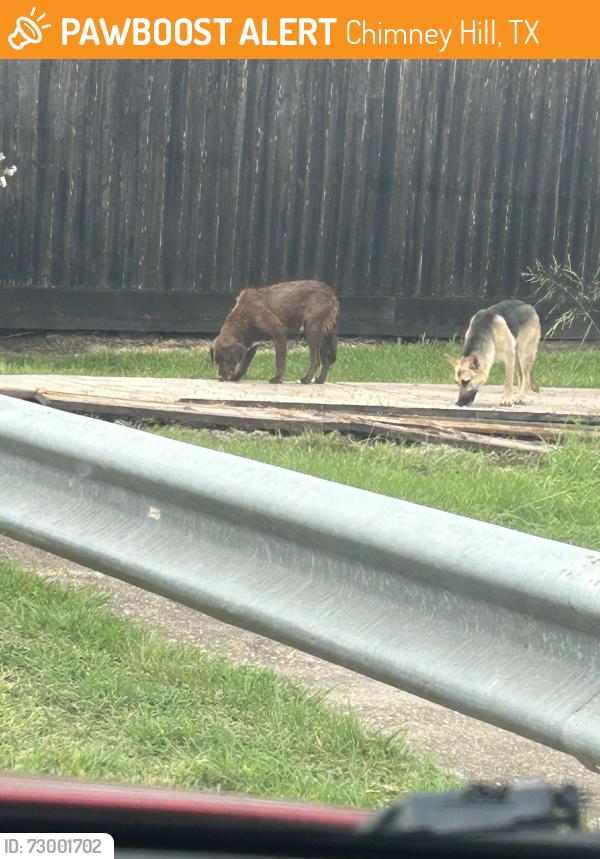 Found/Stray Male Dog last seen The Chimney Hill bayou, Chimney Hill, TX 77041